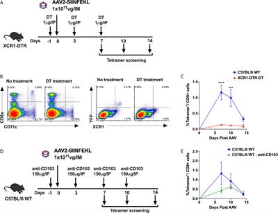 Effect of CpG Depletion of Vector Genome on CD8+ T Cell Responses in AAV Gene Therapy